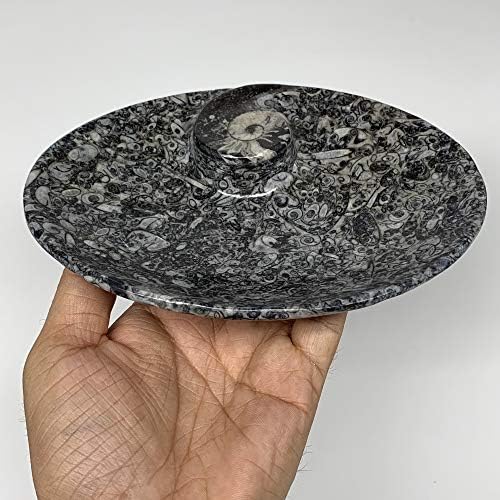 WatanGems 4db Meghatározott, 6.25x4.75x5mm, Kézműves Természetes Ovális Fekete Fosszíliák Orthoceras Ammonite Ovális Alakú